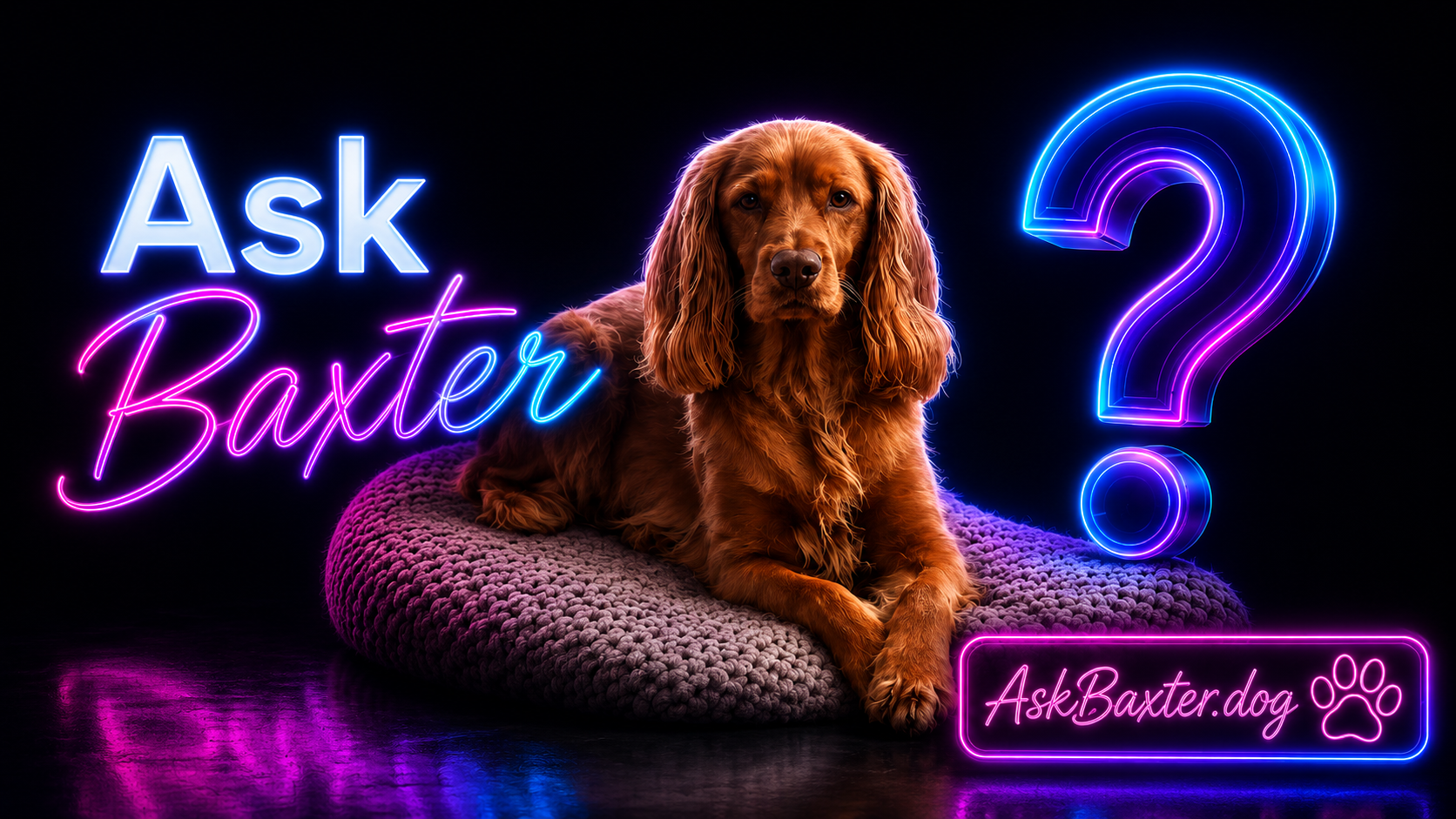 Baxter sitting with his front paws crossed beside the Ask Baxter logo